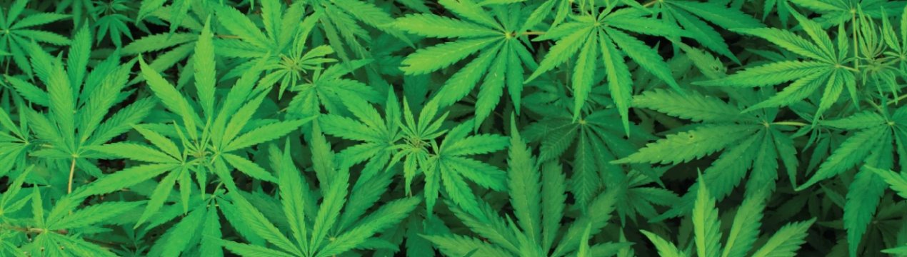 В Ірландії збільшується кількість виданих ліцензій на вирощування конопель