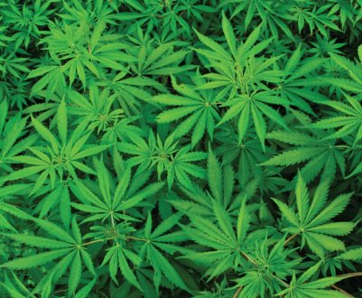 В Ірландії збільшується кількість виданих ліцензій на вирощування конопель