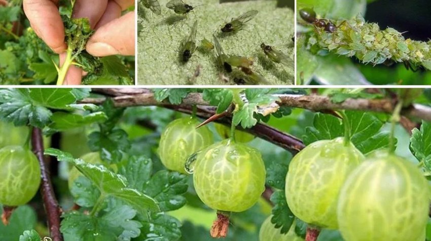 Попелиця на аґрусі