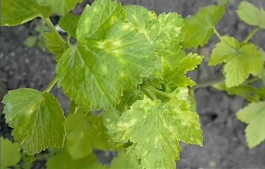 Мозаїка на аґрусі