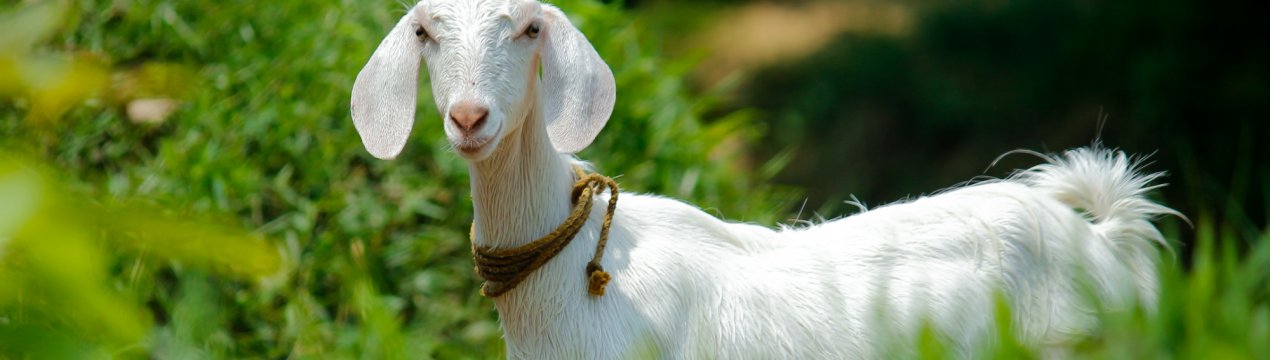 Підмосковні кози, корови і кури готуються до престижного конкурсу