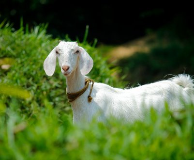 Підмосковні кози, корови і кури готуються до престижного конкурсу