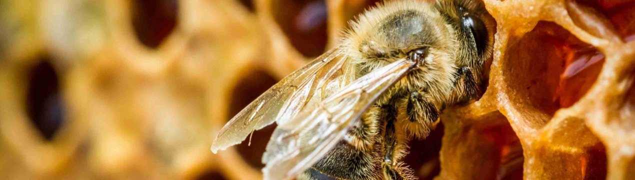 Мор бджіл добрався і до татарських вуликів