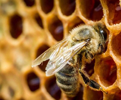 Мор бджіл добрався і до татарських вуликів