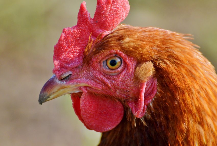 Птахівництво Уельсу: обнадійливі перспективи Птахівництво Уельсу: обнадійливі перспективи