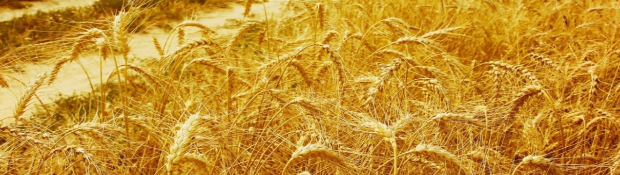 «День відкритих дверей» для фермерів Східної Англії