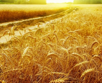 «День відкритих дверей» для фермерів Східної Англії