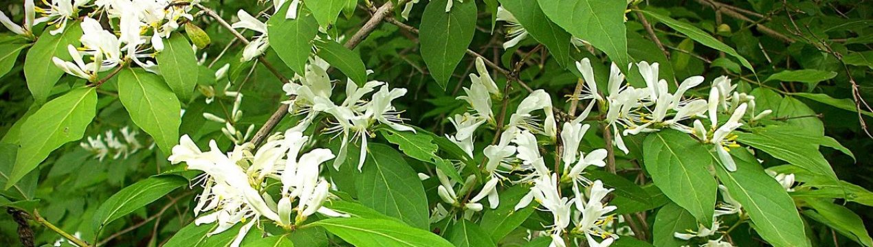 Жимолость декоративна Маака