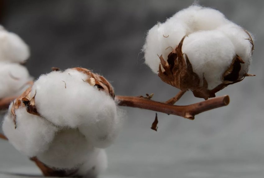 В Зімбабве очікують рекордного падіння врожаю В Зімбабве очікують рекордного падіння врожаю