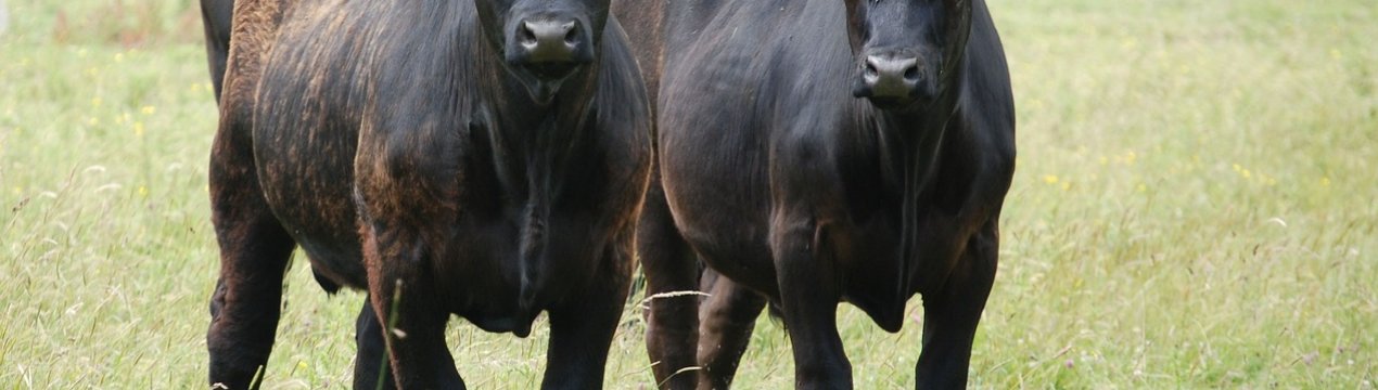 Асоціація ірландських фермерів схвалила шість принципів розподілу допомоги для вирощують яловичину ірландських фермерів