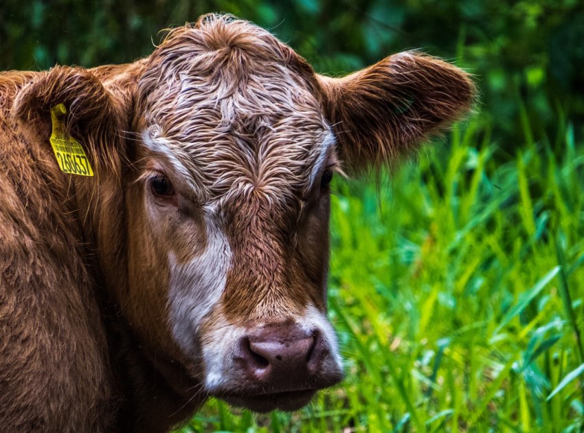 Асоціація ірландських фермерів схвалила шість принципів розподілу допомоги для вирощують яловичину ірландських фермерів