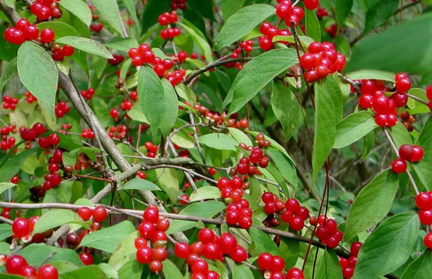 Амурська жимолость