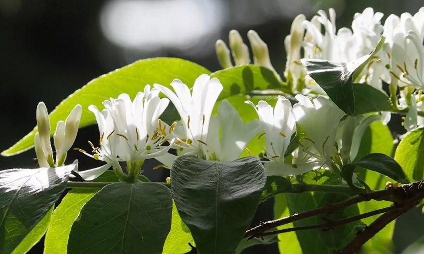 Жимолость Маака