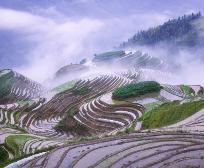 В Індії з-за пізнього мусону скоротиться урожай рису