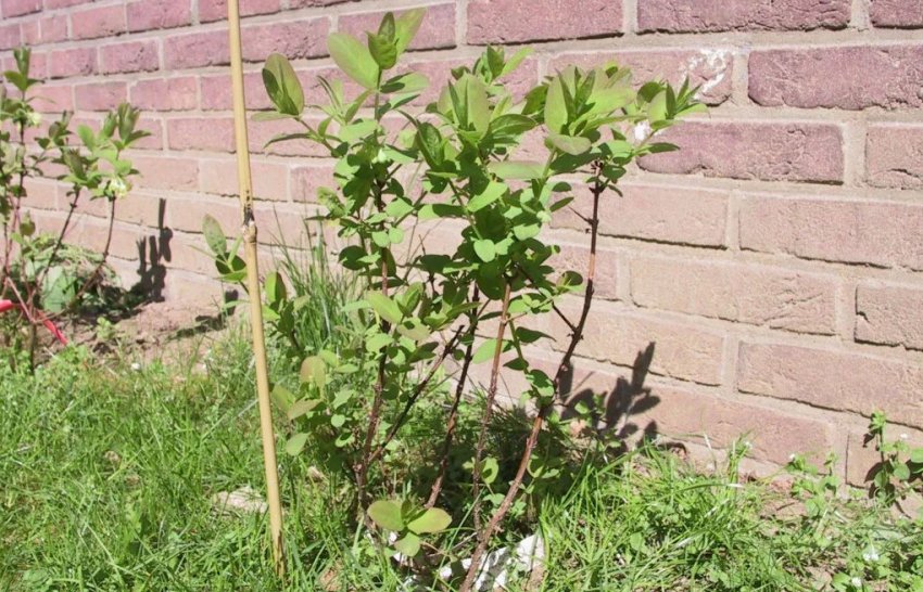 Посадка жимолості