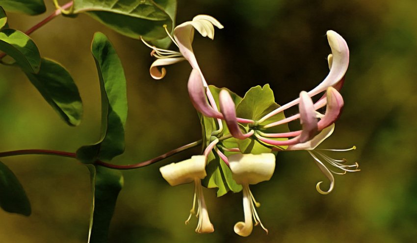 Жимолость каприфоль — ліана