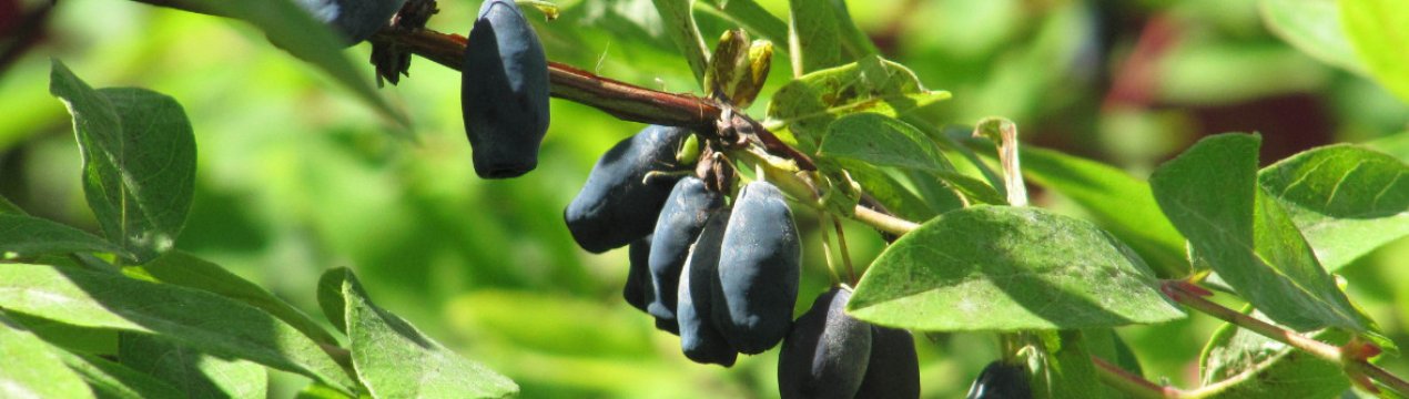 Жимолость їстівна Юлія — основні характеристики