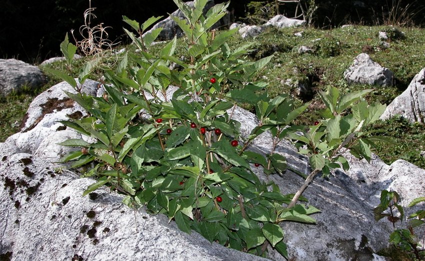 Жимолость Альпійська