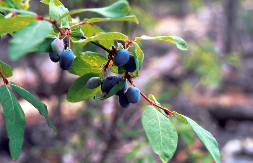 Жимолость Палласа