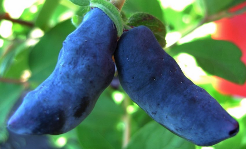 Жимолость Бакчарский велетень