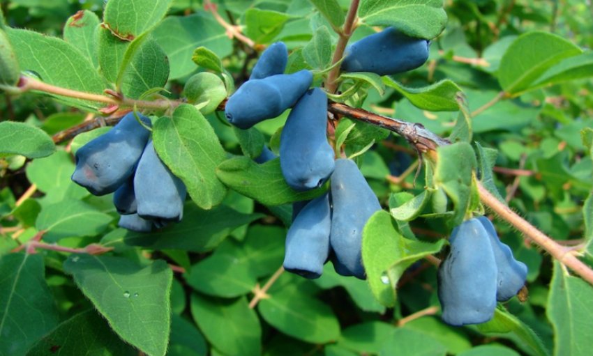 Жимолость Добриня