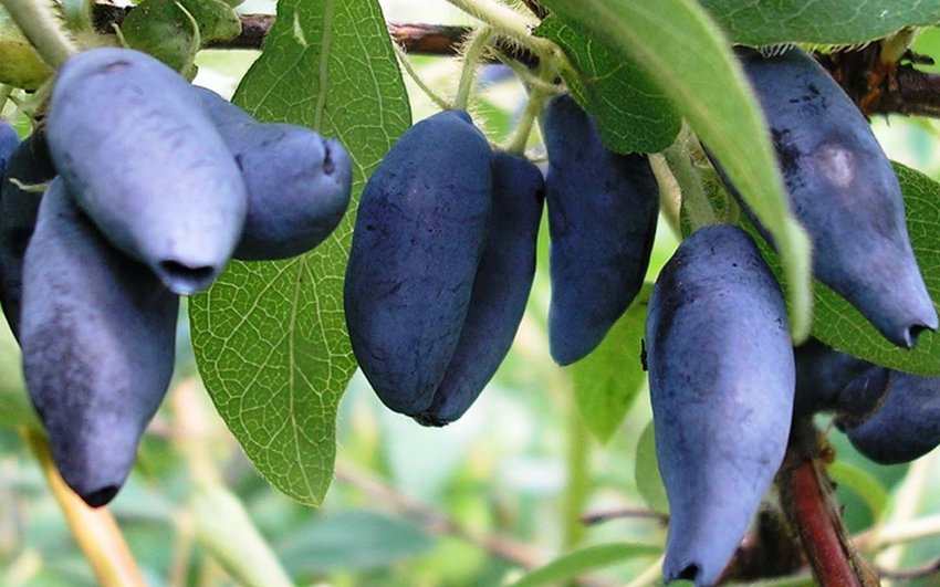 Жимолость Пров