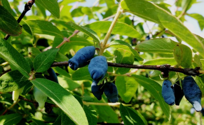 Жимолость Синій скеля