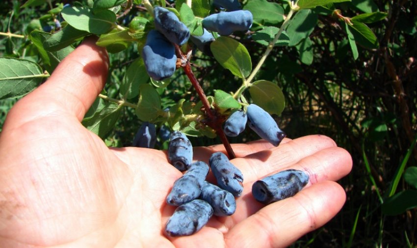 Жимолость Уссульга