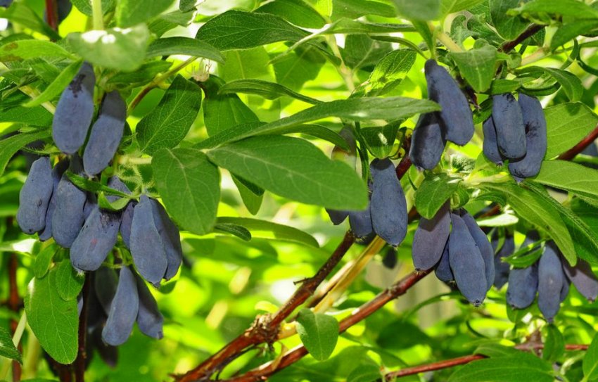 Жимолость Морена