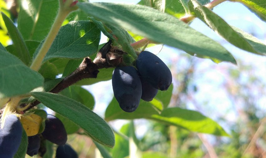 Жимолость Попелюшка