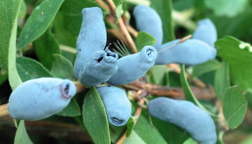 Жимолость Амазонка