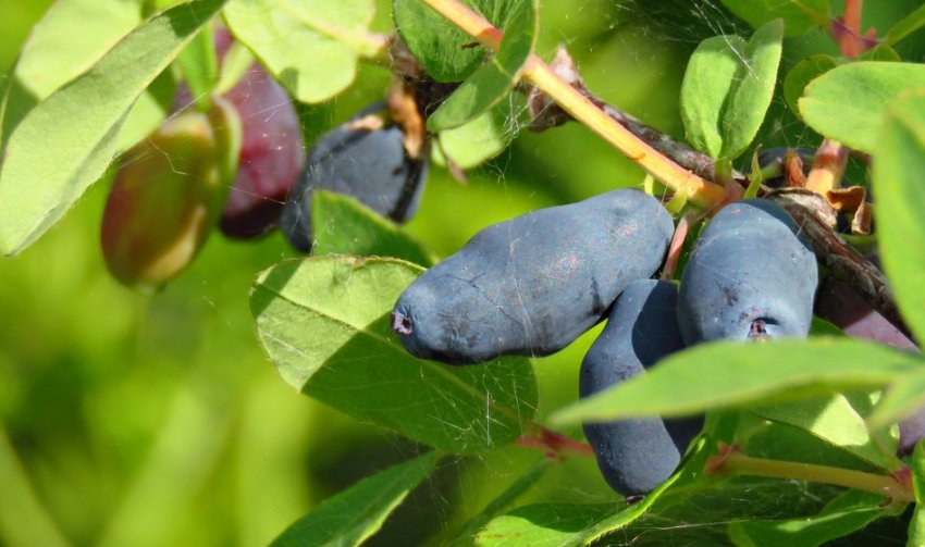 Жимолость Альтаїр