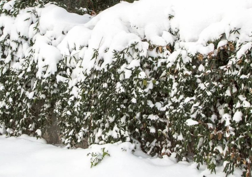 Зимівля жимолості