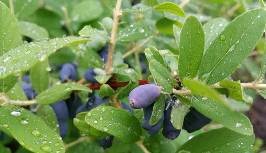 Жимолость Василівська