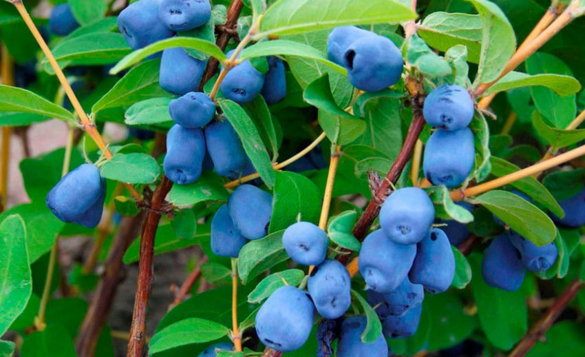 Жимолость Фортуна