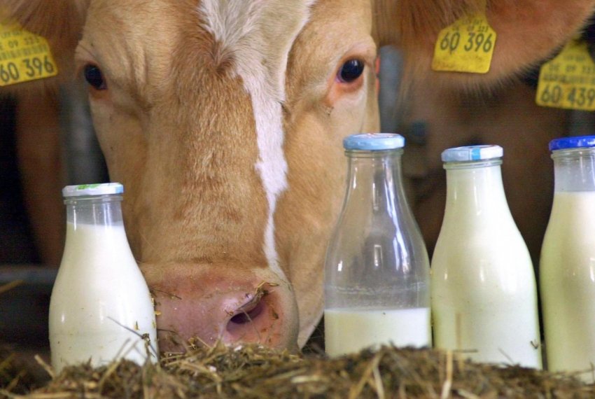 Майбутнє молочної промисловості Шотландії