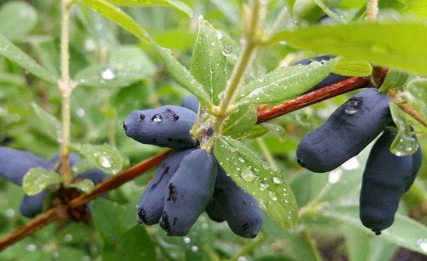 Жимолость Турчанінова