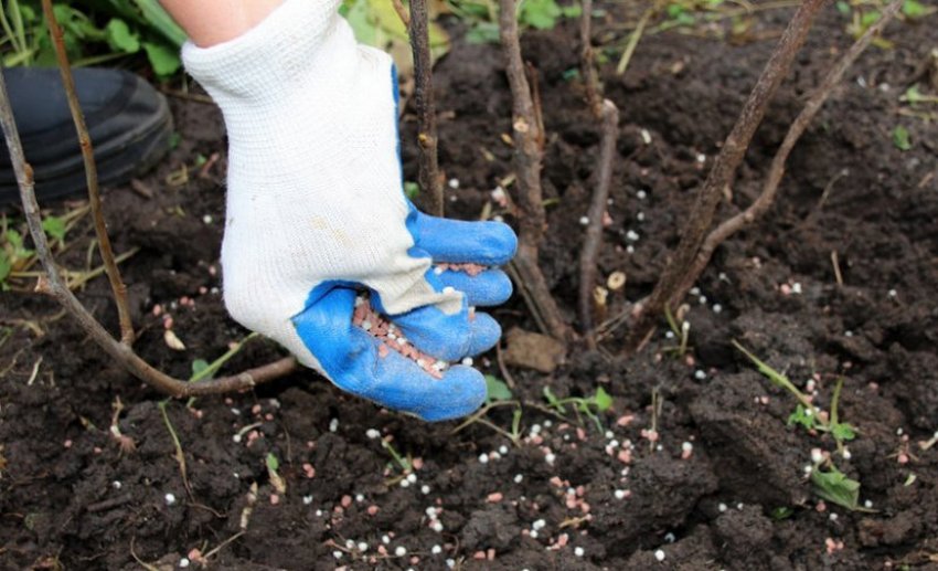 Підживлення жимолості