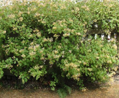 Як правильно пересадити жимолость на нове місце: оптимальні способи і час