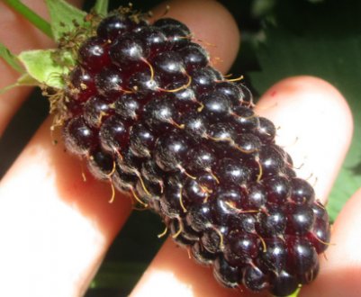 Характеристика та особливості вирощування ожини Коламбія Стар