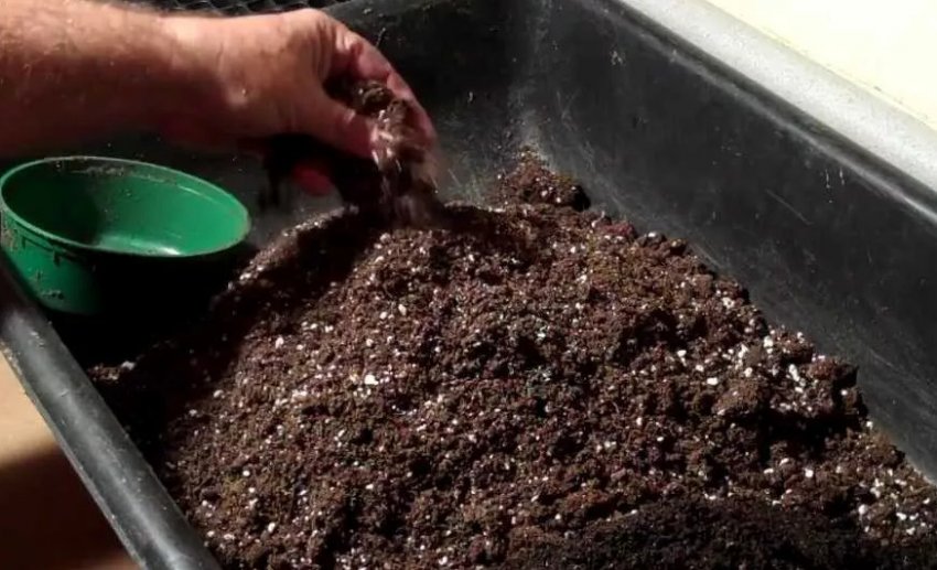 Семена ежевики смешивают с почвой