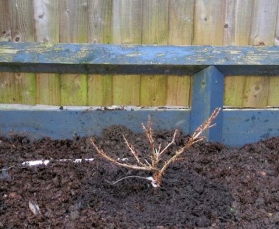 Аґрус: посадка і догляд у відкритому грунті восени, переваги