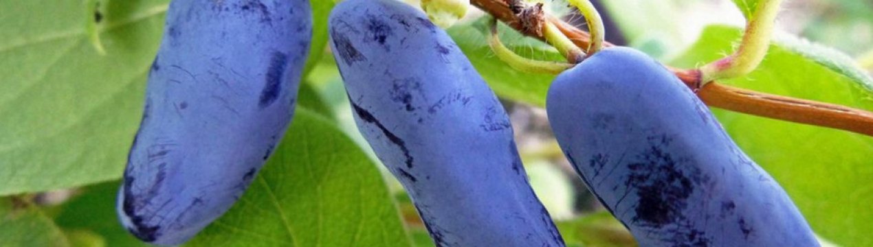 Характеристика та особливості вирощування сорти жимолості Вогненний опал