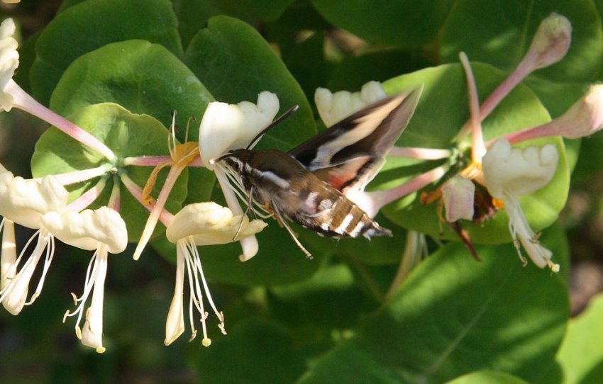 Запилення жимолості Запилення жимолості