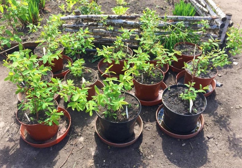 Саджанці жимолості Саджанці жимолості