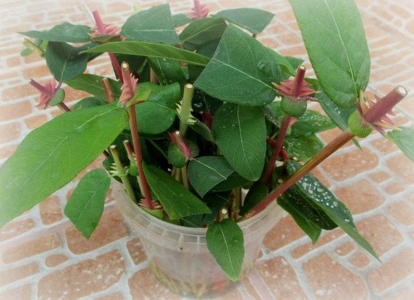 Живців жимолості Живців жимолості