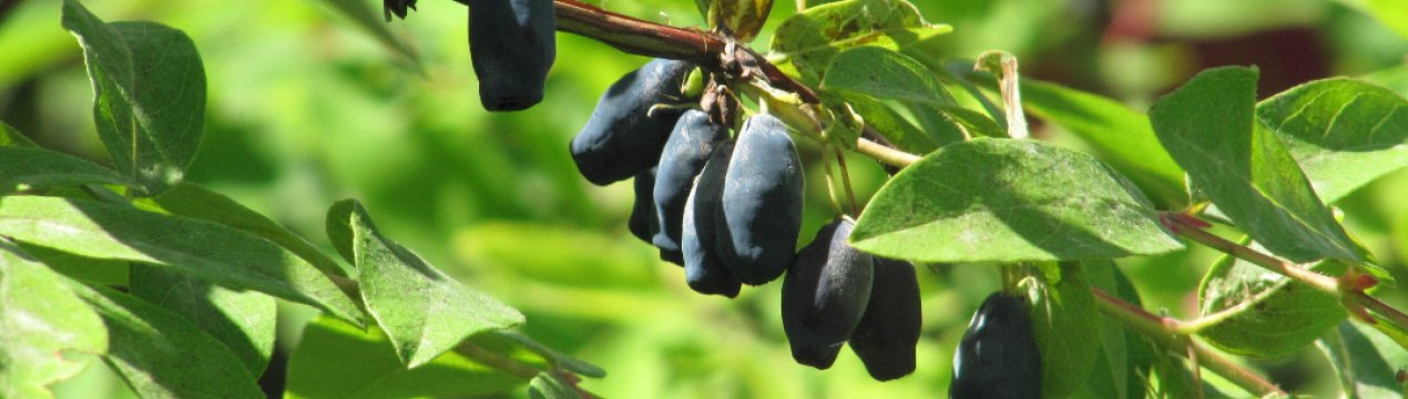 Жимолость Княгиня: характеристика сорту, достоїнства і недоліки