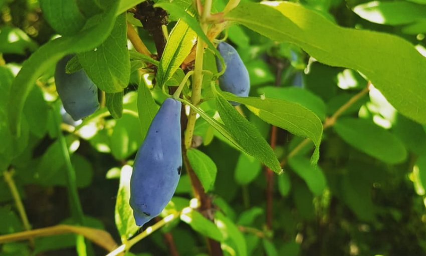 Сорт жимолості їстівної Княгиня Сорт жимолості їстівної Княгиня