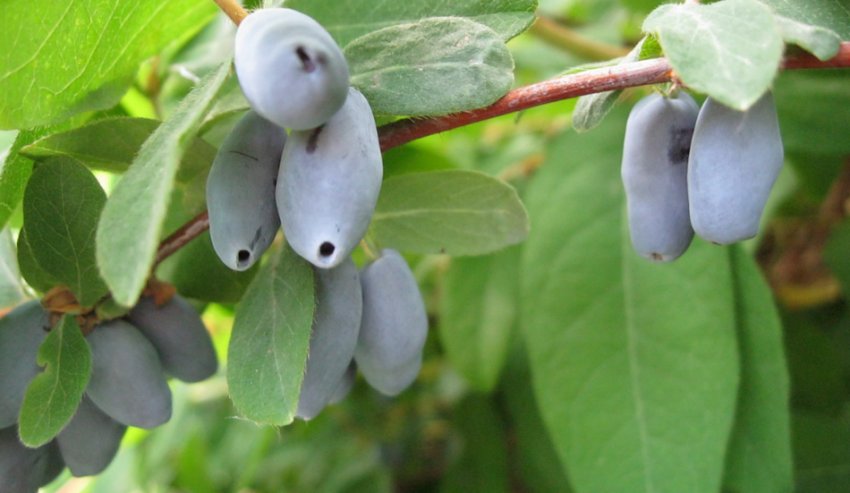 Жимолость Княгиня Жимолость Княгиня