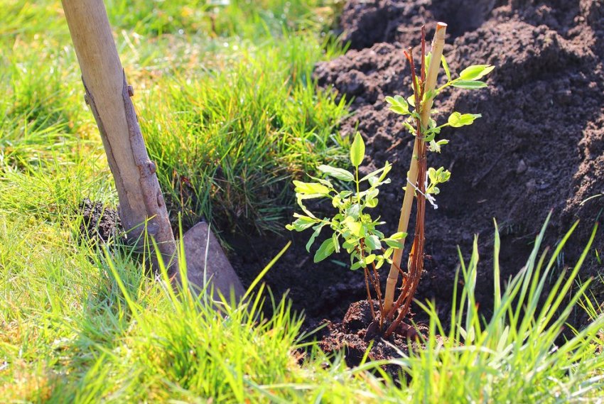 Посадка жимолості Посадка жимолості